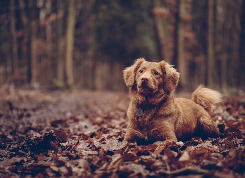 a dog sitting amongst some leaves in a forest autumnal setting, clooper, clooper app, barnet